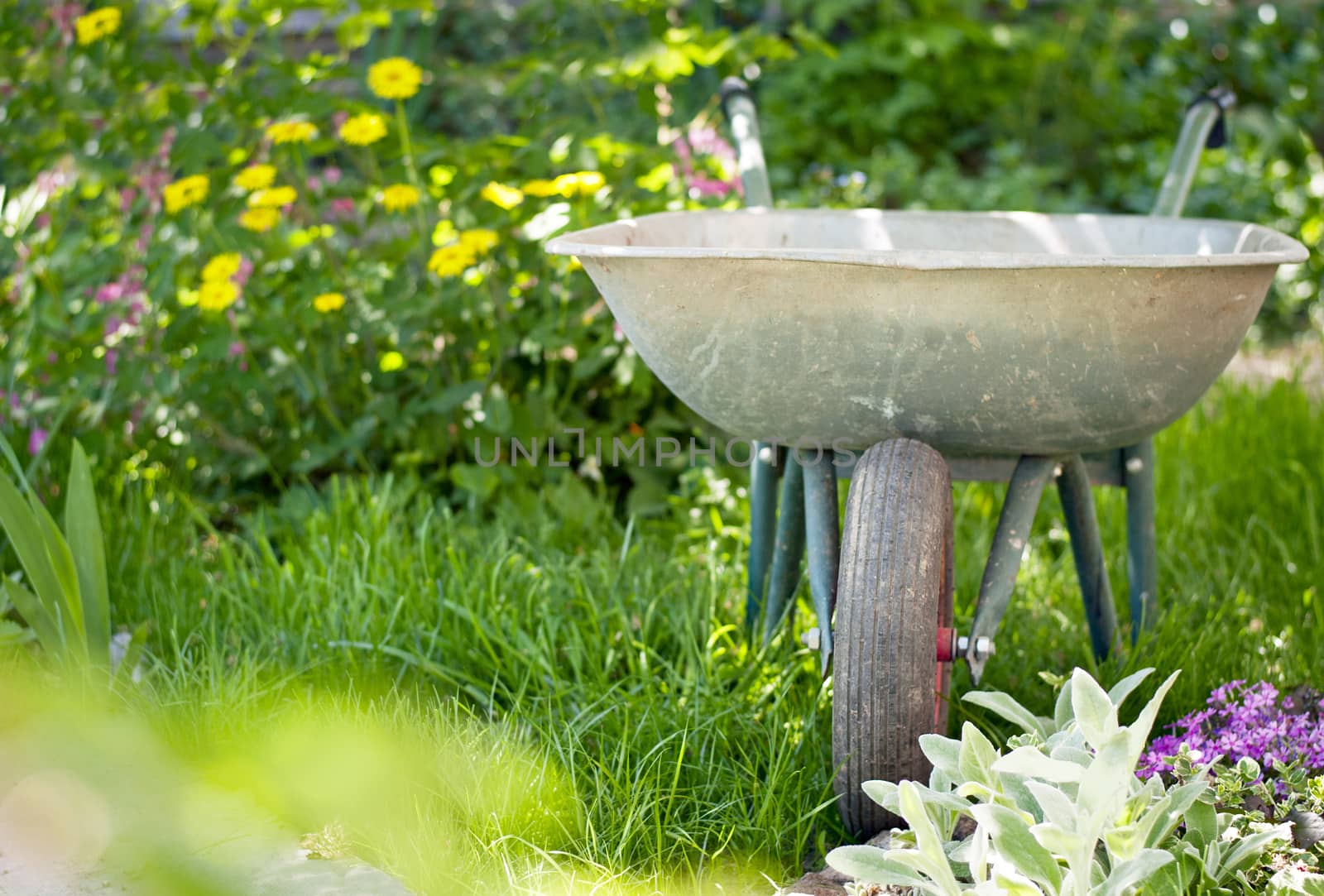 wheelbarrow to work in the garden on a background of green plants