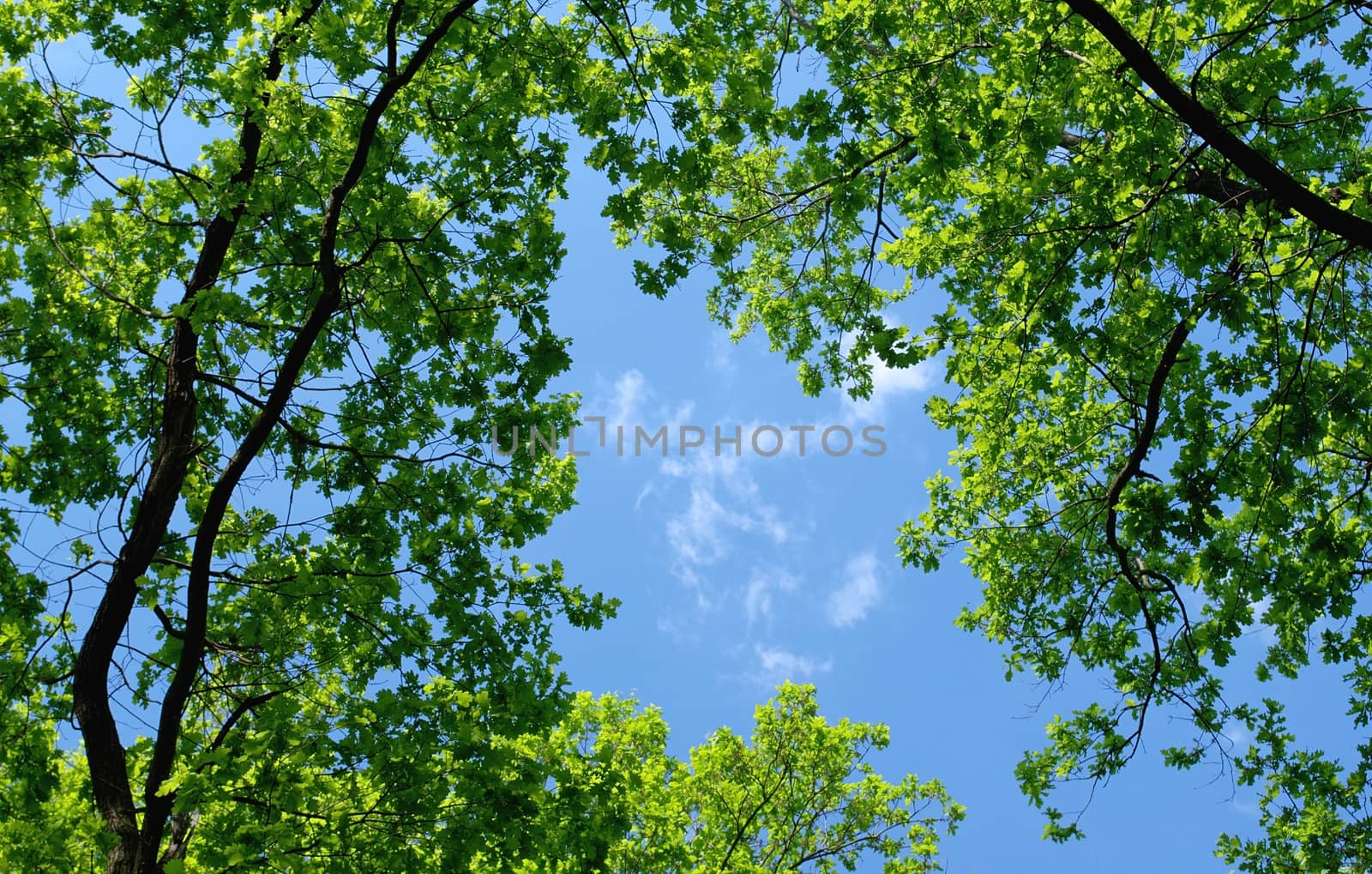 trees in the forest and blue sky
