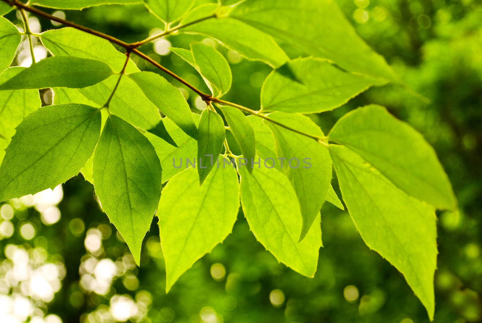 Lime green leaves on a white background