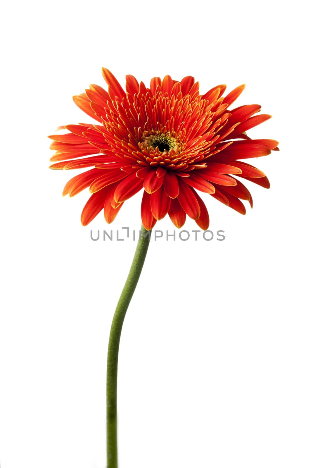 red gerbera flowers on a white background