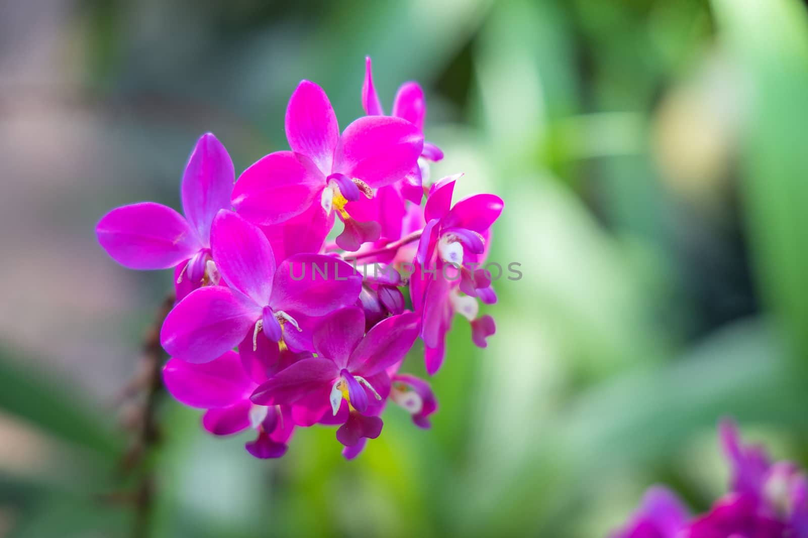 The background image of the colorful flowers, background nature