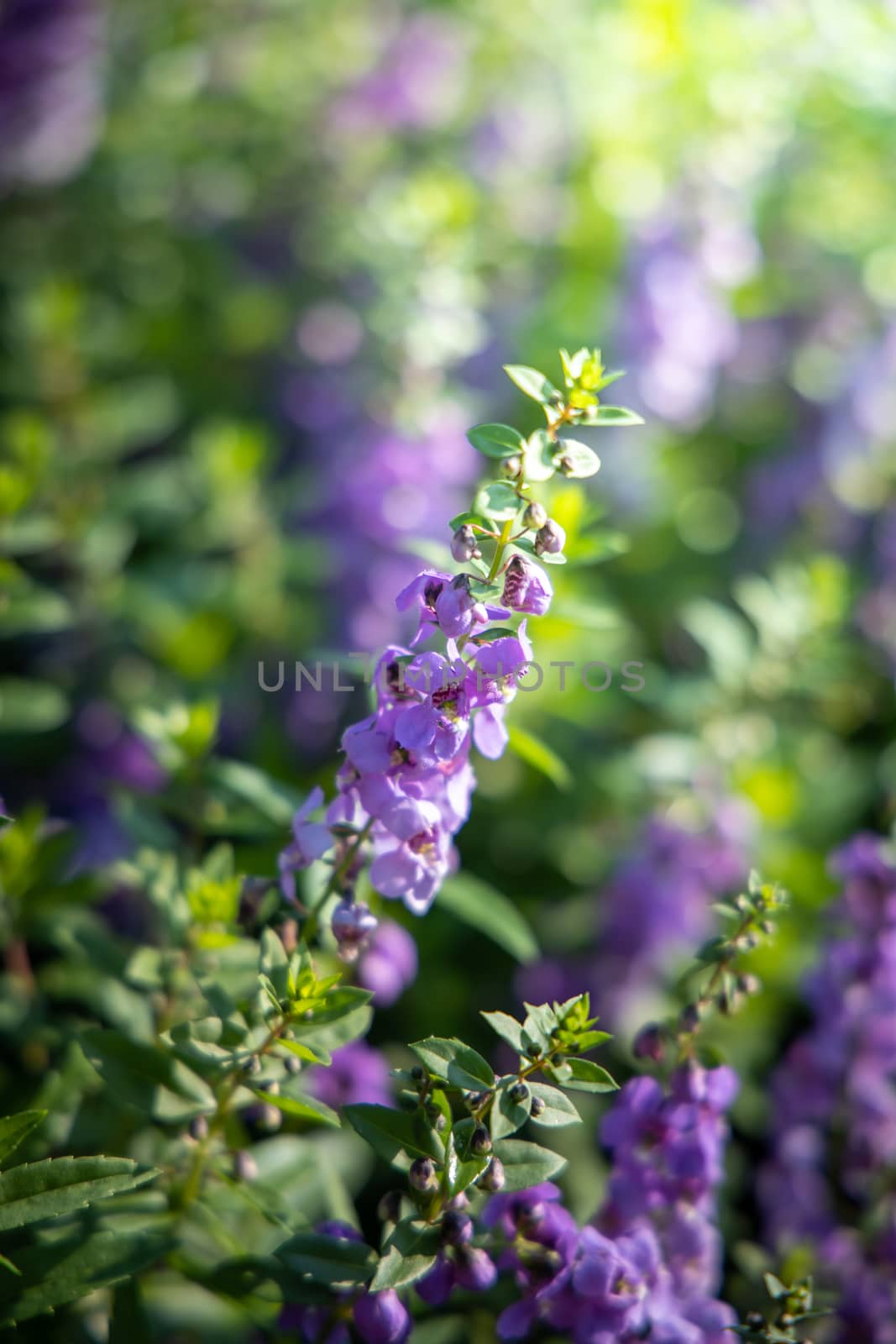 The background image of the colorful flowers by teerawit