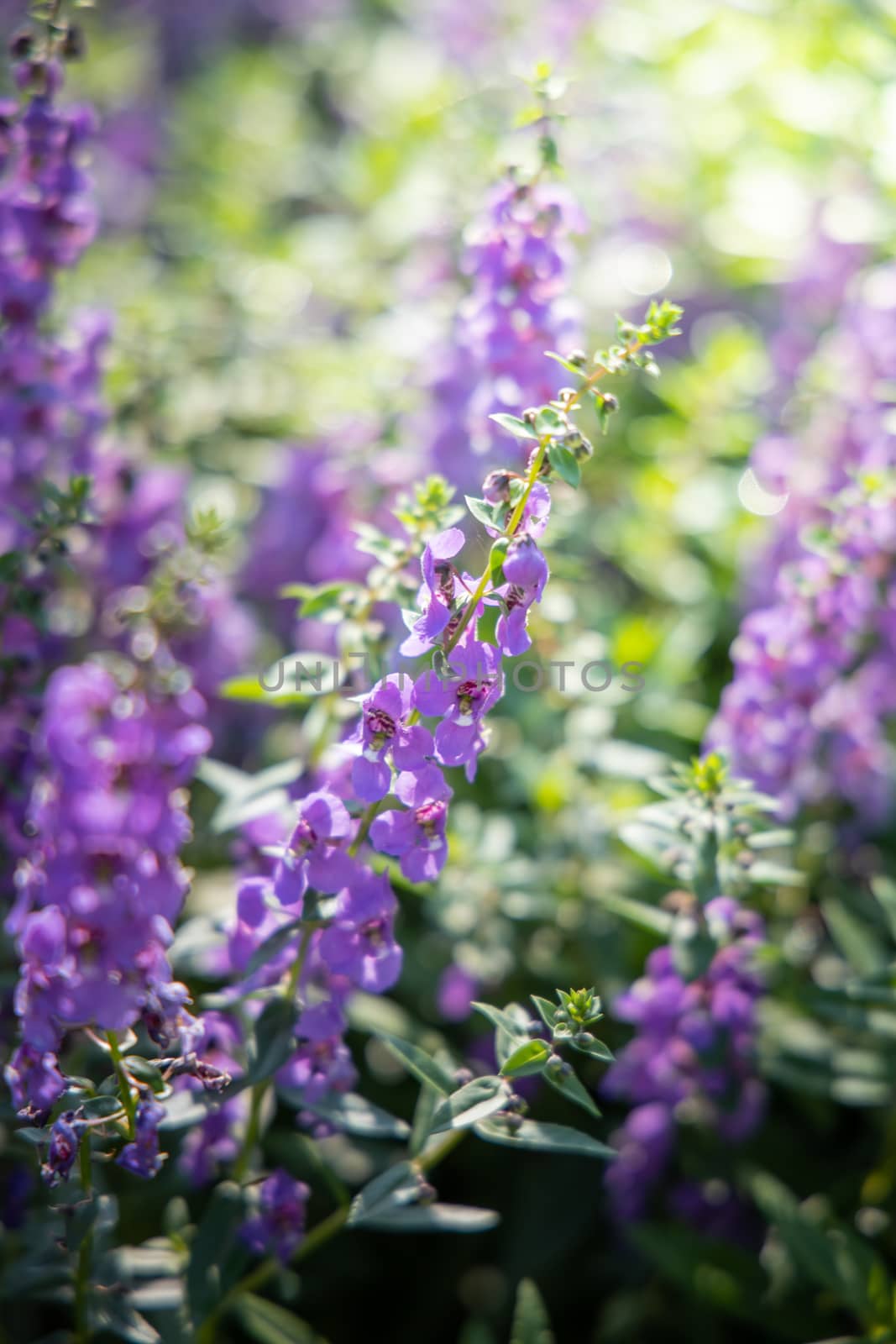 The background image of the colorful flowers by teerawit