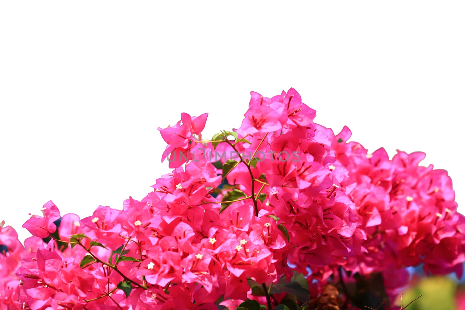 Beautiful pink red bougainvillea blooming isolated on white background, Bright pink red bougainvillea flowers as a floral background,Bougainvillea flowers texture and background,Close-up Bougainvillea tree with flowers isolated on white