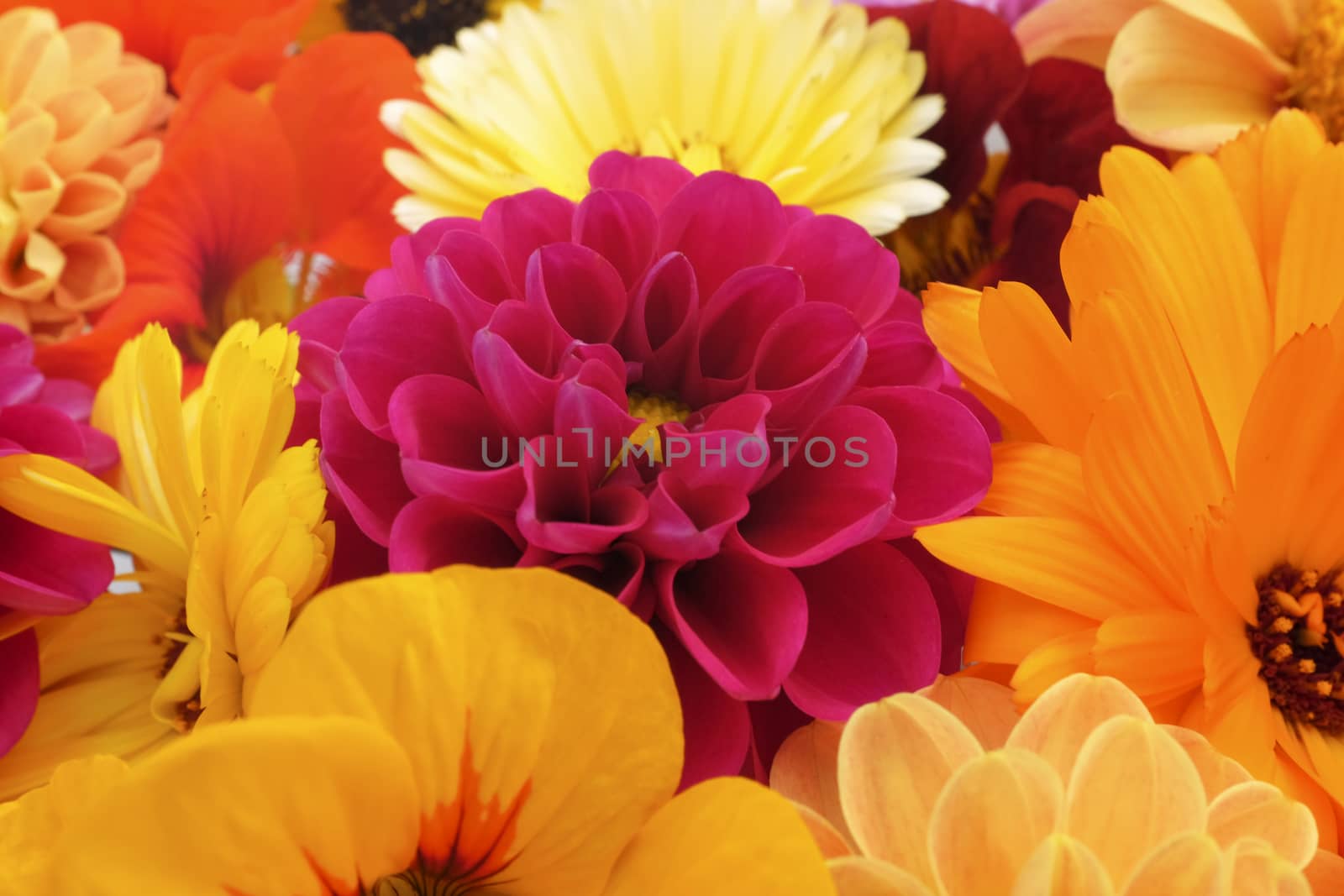 Detail of flower heads floral background - red dahlia bloom among orange flowers