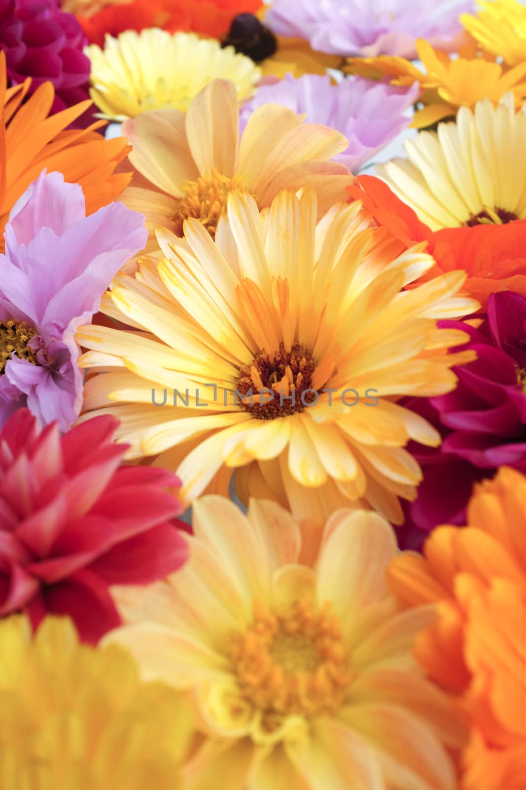 Pale yellow calendula flower in selective focus among bright garden blooms