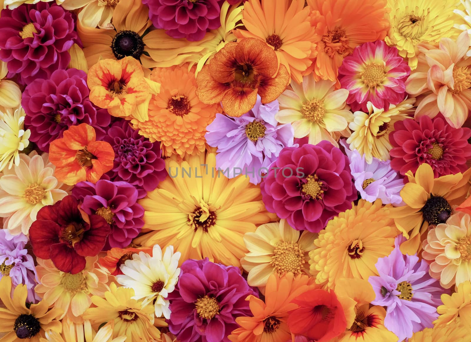 Flower background of garden blooms - dahlias, calendulas nasturtiums, cosmos and rudbeckia