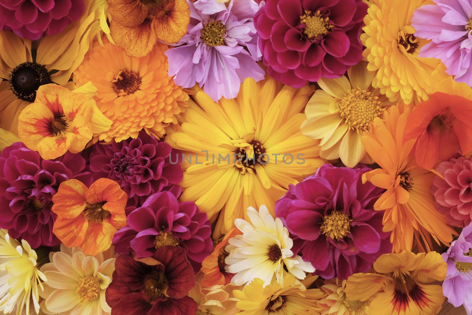 Large deep yellow calendula flower among mixed blooms - nasturtiums, dahlias and cosmos
