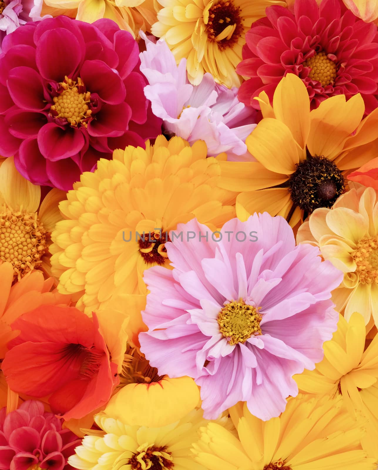 Pink cosmos among floral background of red and yellow summer flowers
