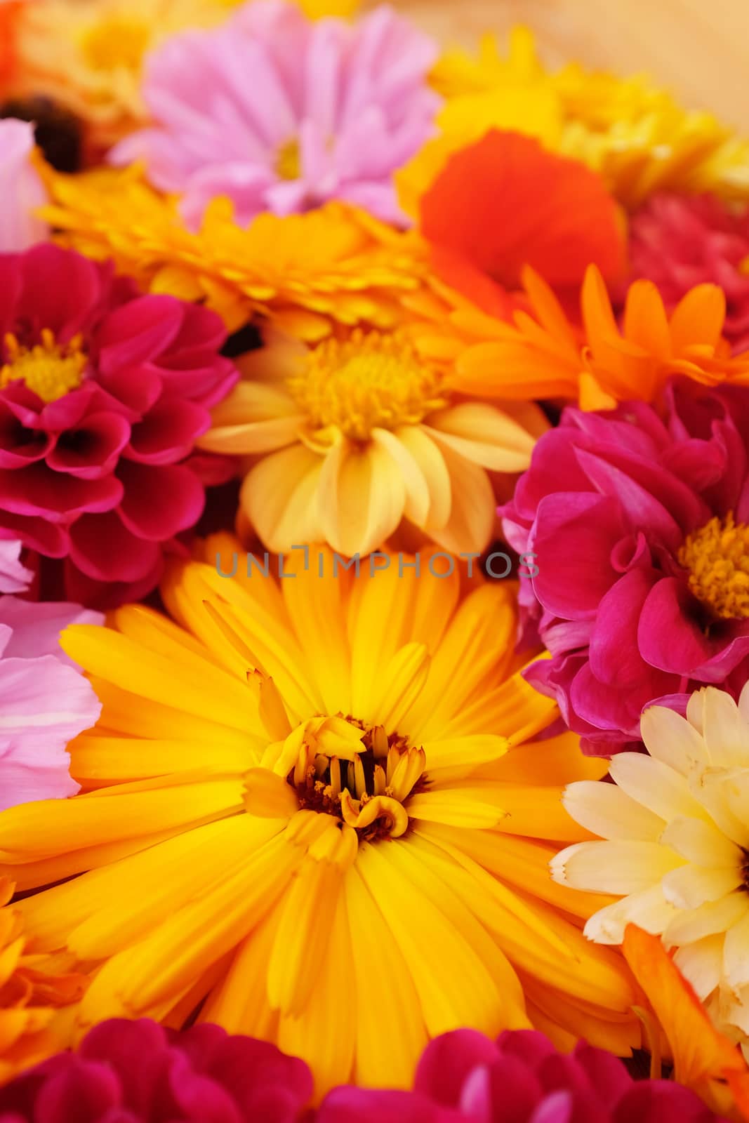 Deep yellow calendula in selective focus among bright mix of summer flowers