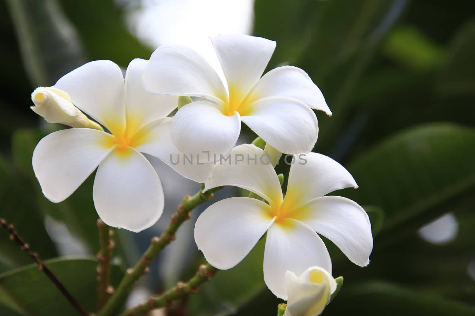 
Beautiful group of White plumeria (frangipani) blooming in the morning,Bright white yellow plumeria flowers as a floral background,Close-up plumeria tree with flowers 