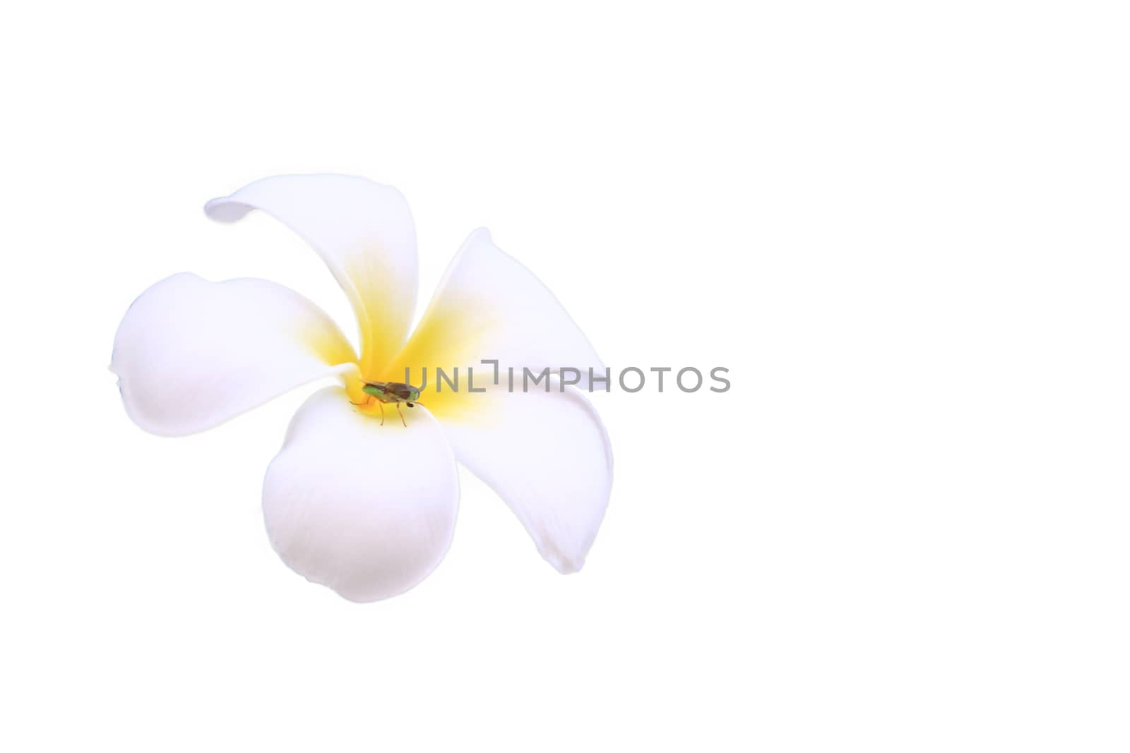 White plumeria (frangipani) isolated on white background,Insects on the white plumeria flower,Tropical flowers frangipani (plumeria) blooming