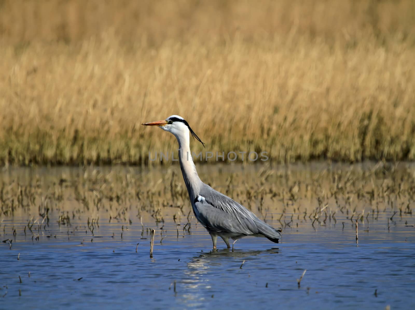 Beautiful grey heron in a pond in nature