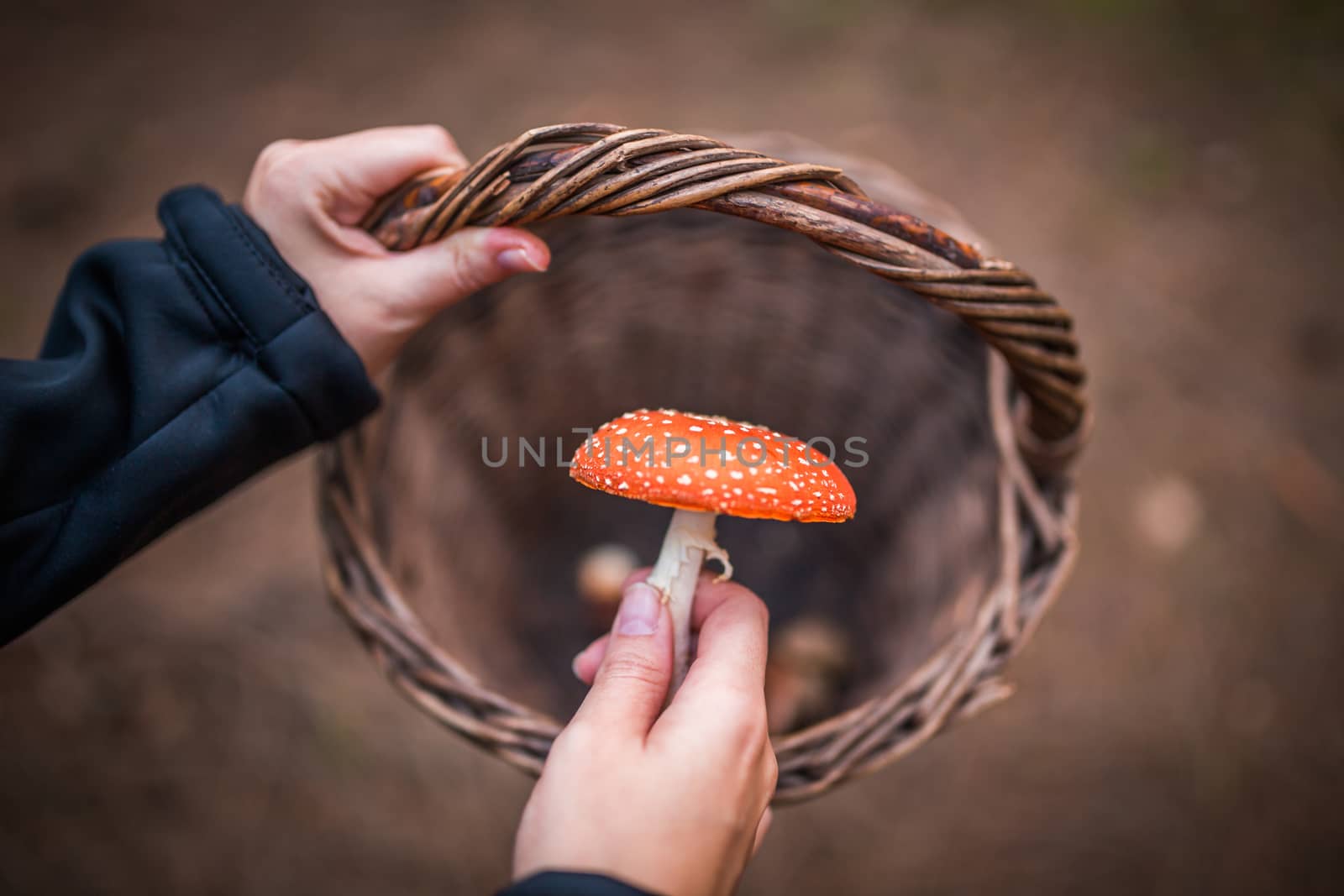 Young woman putting poisonous mushroom Amanita muscaria to basket in forrest, concept of mushroom hunter. Warning, inedible. by petrsvoboda91