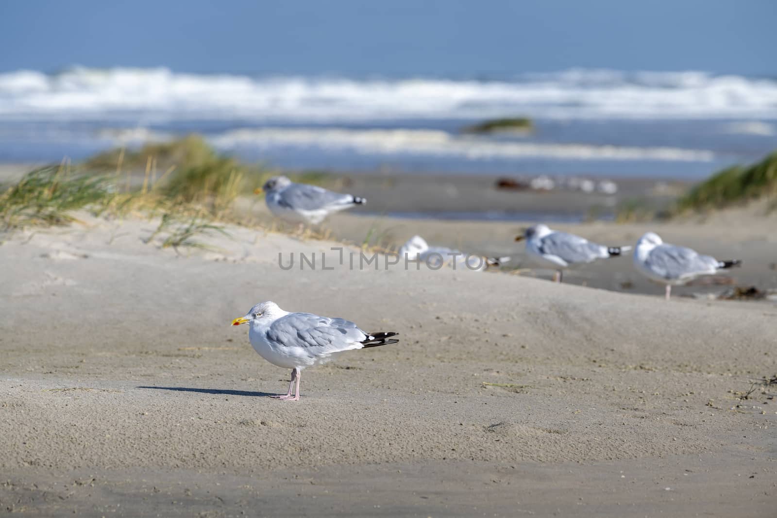 Sea gulls on the Beach of the frisian island of Terschelling 
 by Tofotografie