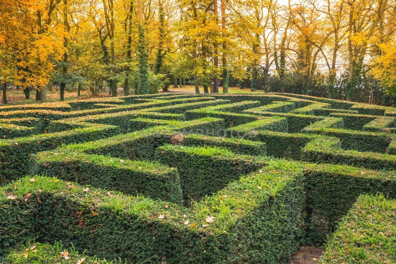 Ornamental garden with hedges of buxus sempervirens as a labyrinth