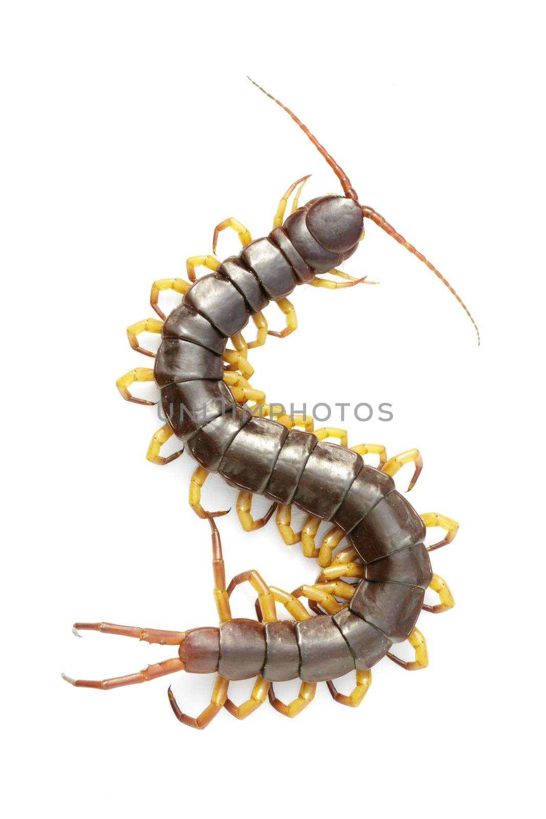 Image of centipedes or chilopoda isolated on white background. Animal. Poisonous animals.