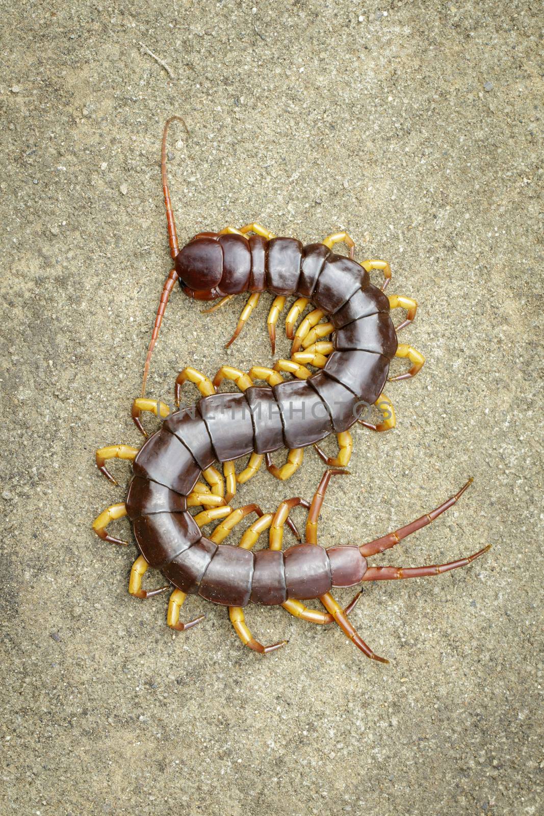 Image of centipedes or chilopoda on the ground. Animal. poisonou by yod67