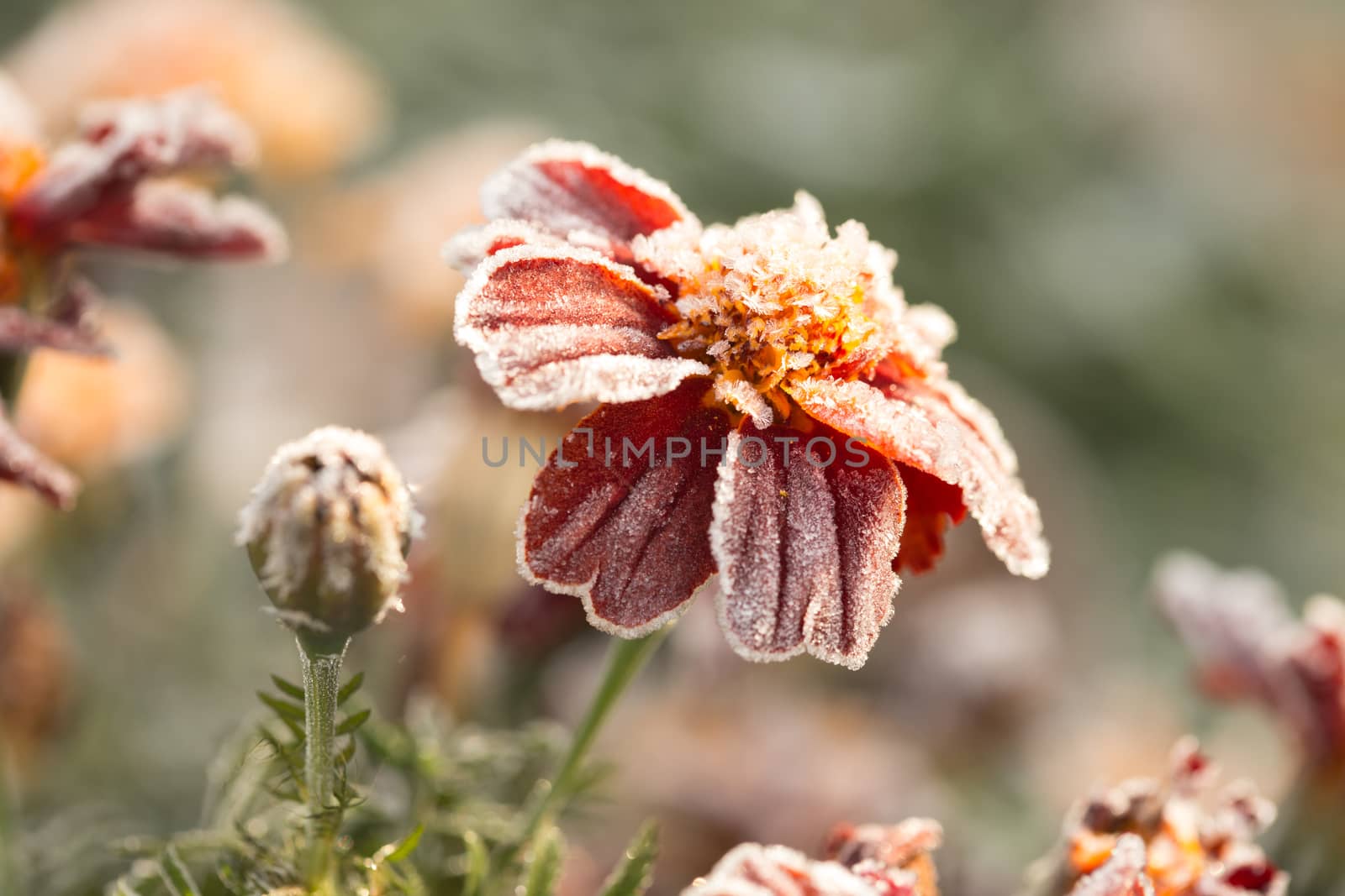 Hoarfrost. Close up of beautiful Marigold flower in pot. tagetes erecta, Mexican, Aztec or African marigold, in winter garden. Macro of one orange marigold flower. Frozen marigold. by petrsvoboda91