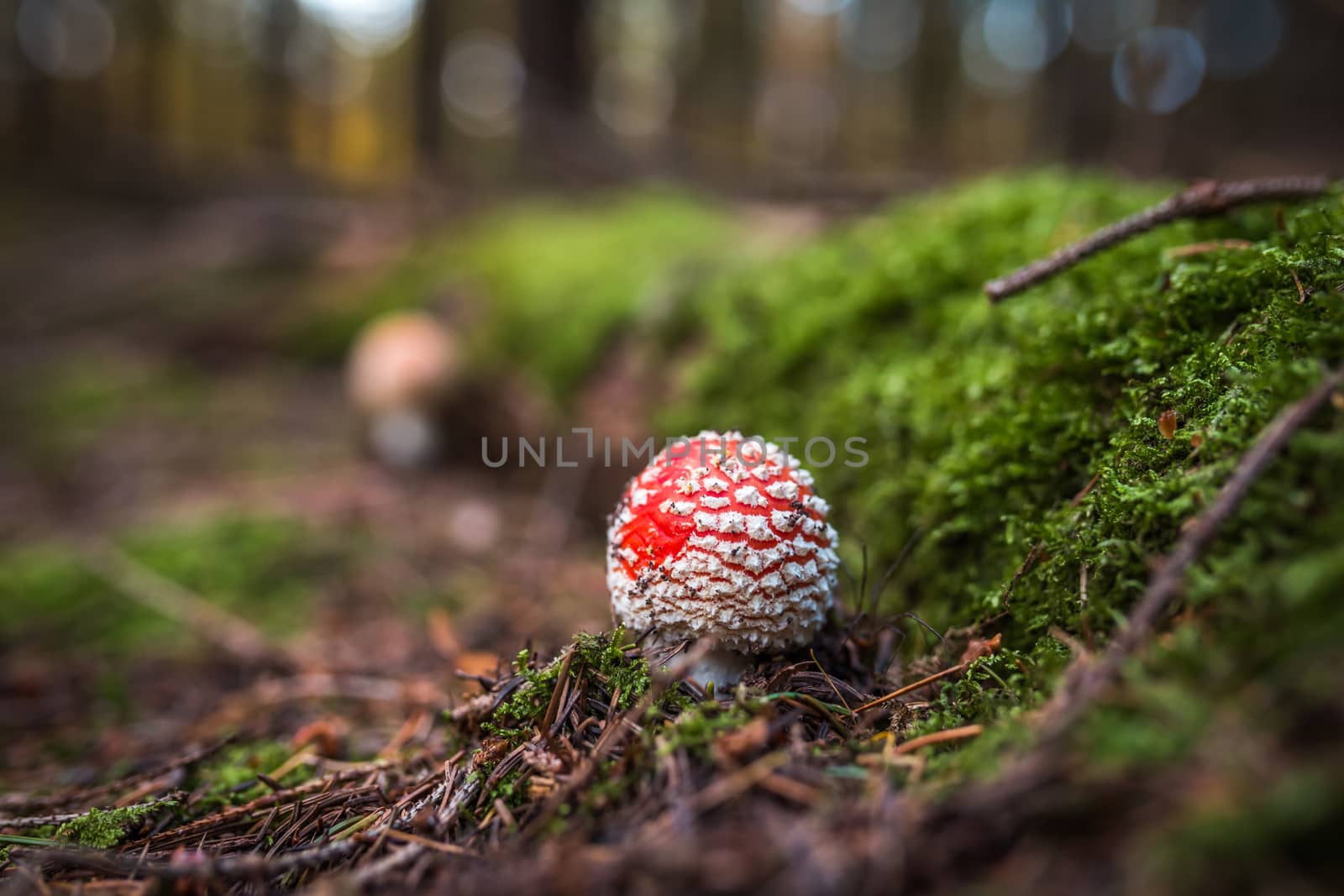 Amanita muscaria, commonly known as the fly agaric or fly amanita, is a basidiomycete of the genus Amanita.