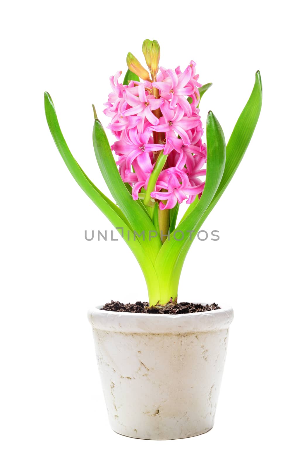 Pink hyacinth in a white ceramic flowerpot isolated on white background