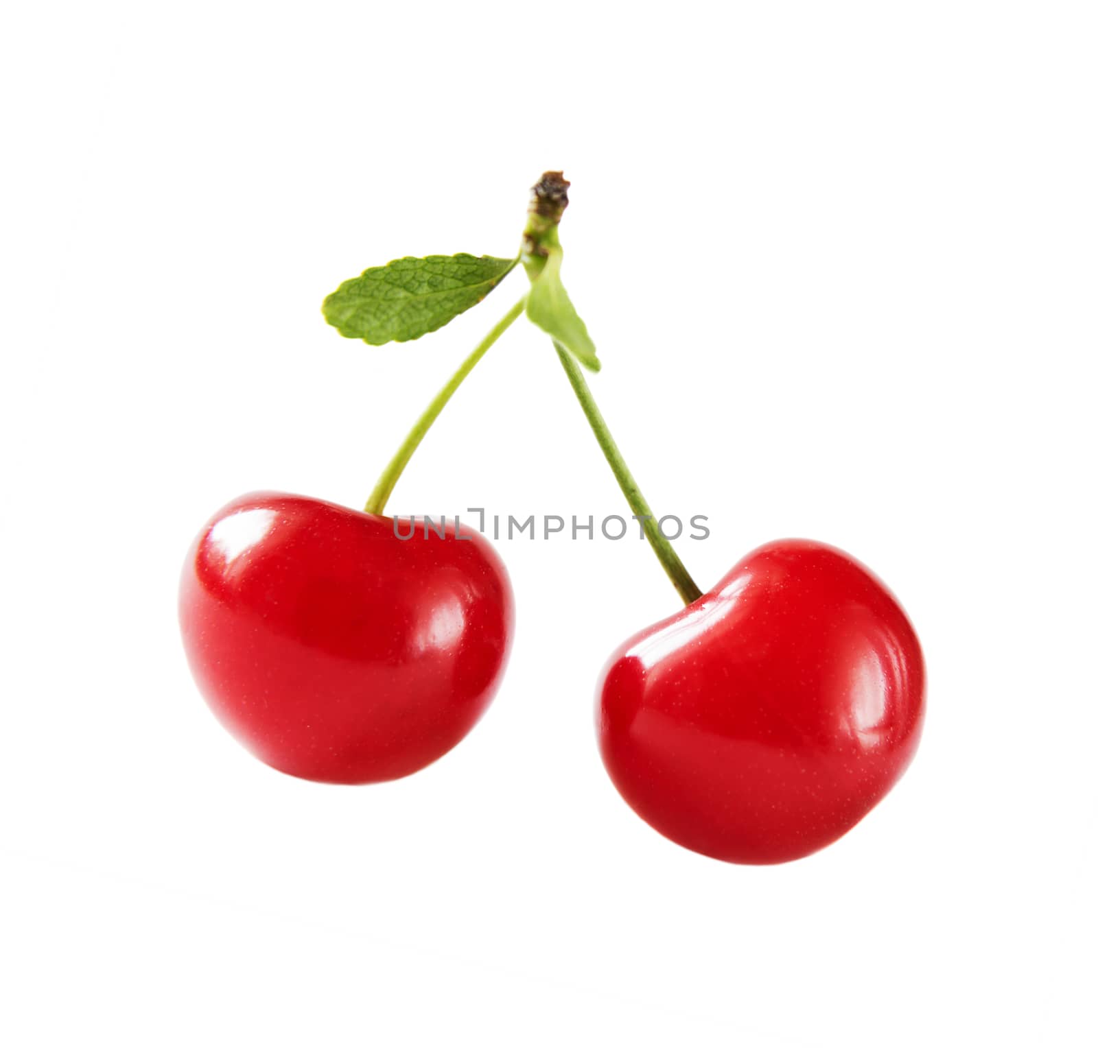 Two juicy red cherry berries with petioles and leaves isolated on a white background closeup