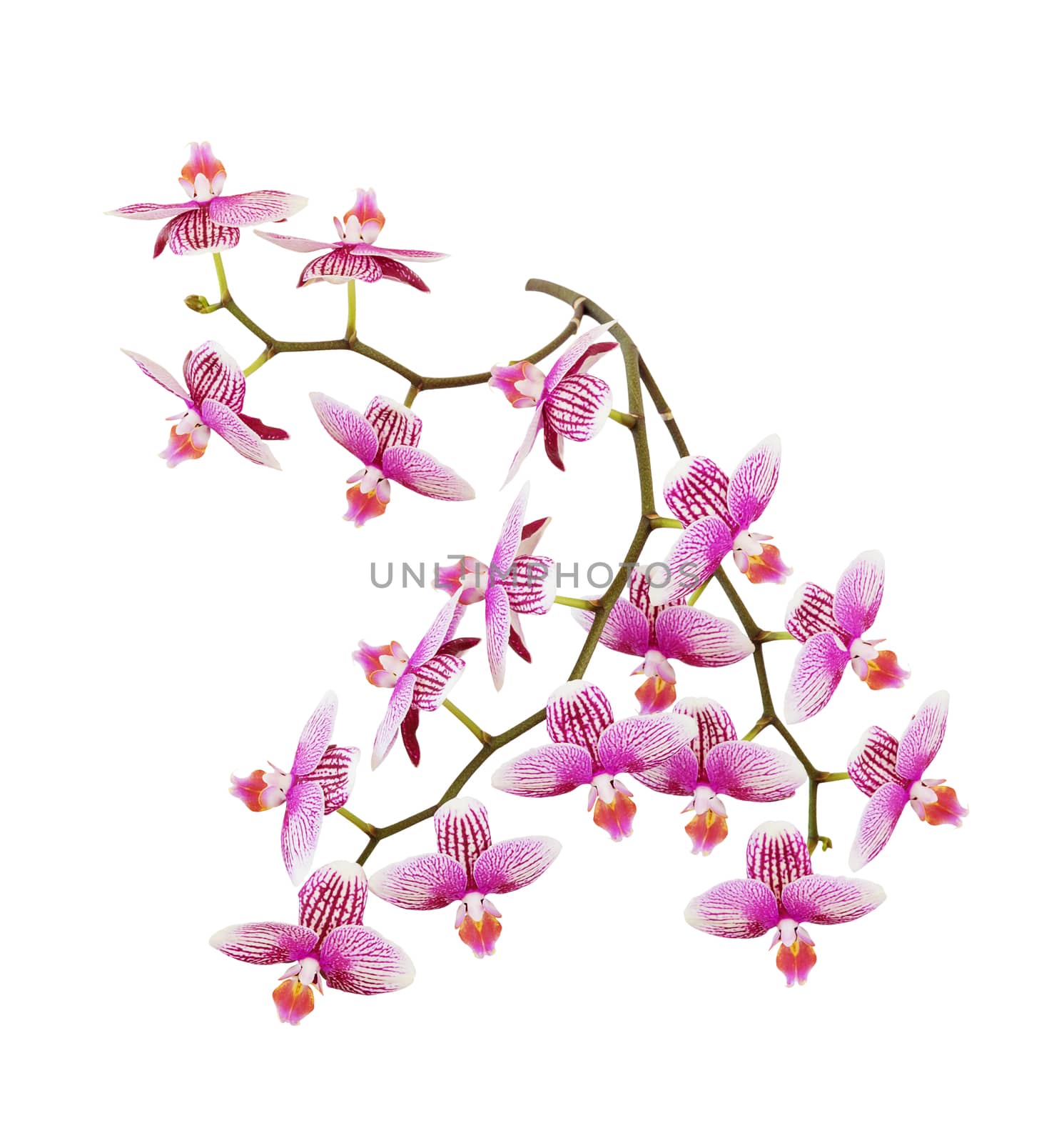 Large branch of phalaenopsis orchid with a lot of striped white and pink flowers isolated on a white background