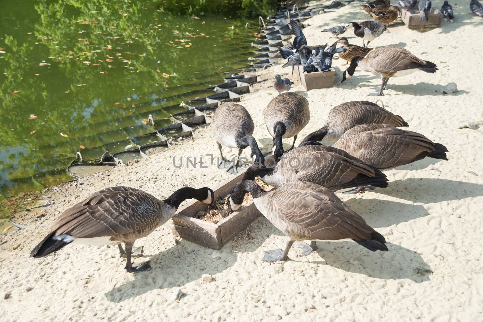 Feeding wild birds in the city park on the shore of a pond