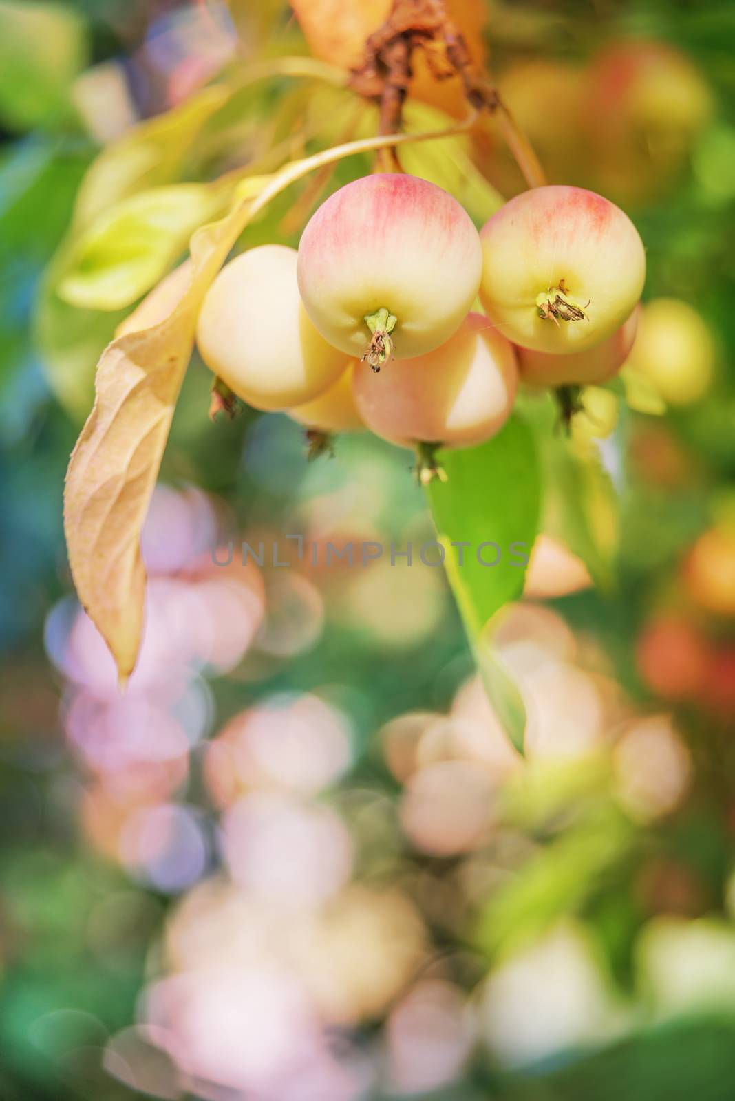 Beautiful natural background with apples on a branch in a summer garden