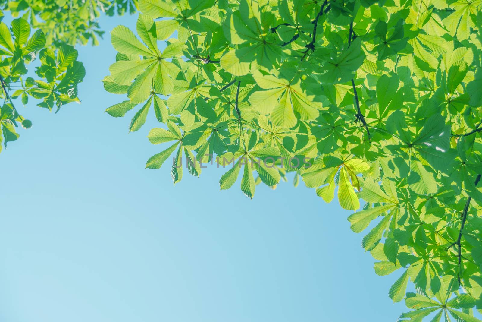 Beautiful natural background. Green leaves of chestnut against the blue sky on a clear summer day