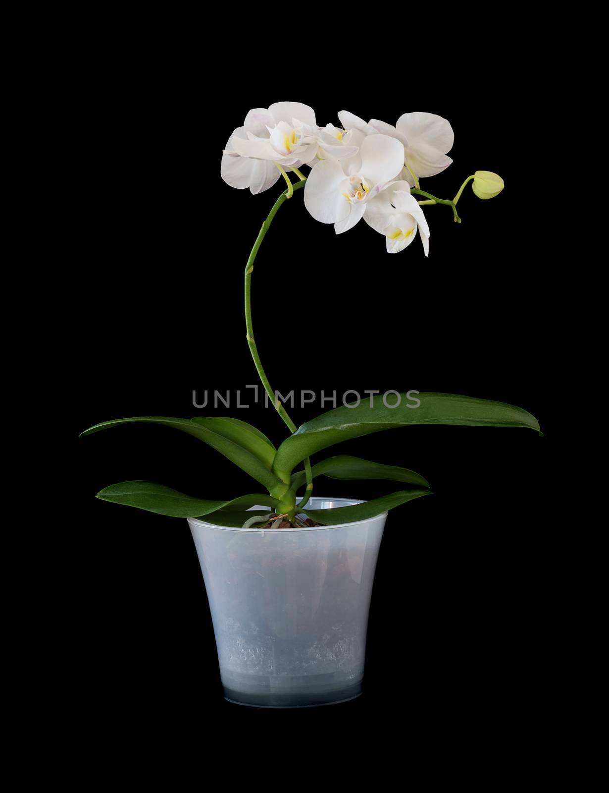 Houseplant plant white phalaenopsis orchid on a long stem with juicy green leaves in a transparent plastic flowerpot isolated on a black background