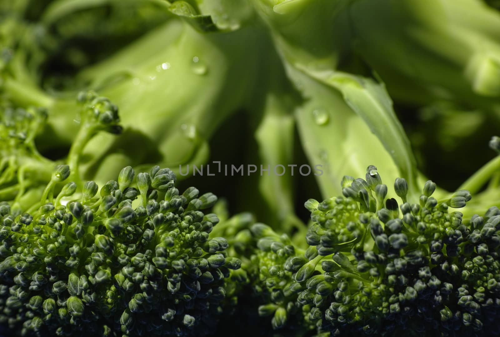 In image Broccoli cabbage on a white background. Top view of broccoli. Texture of broccoli macro.