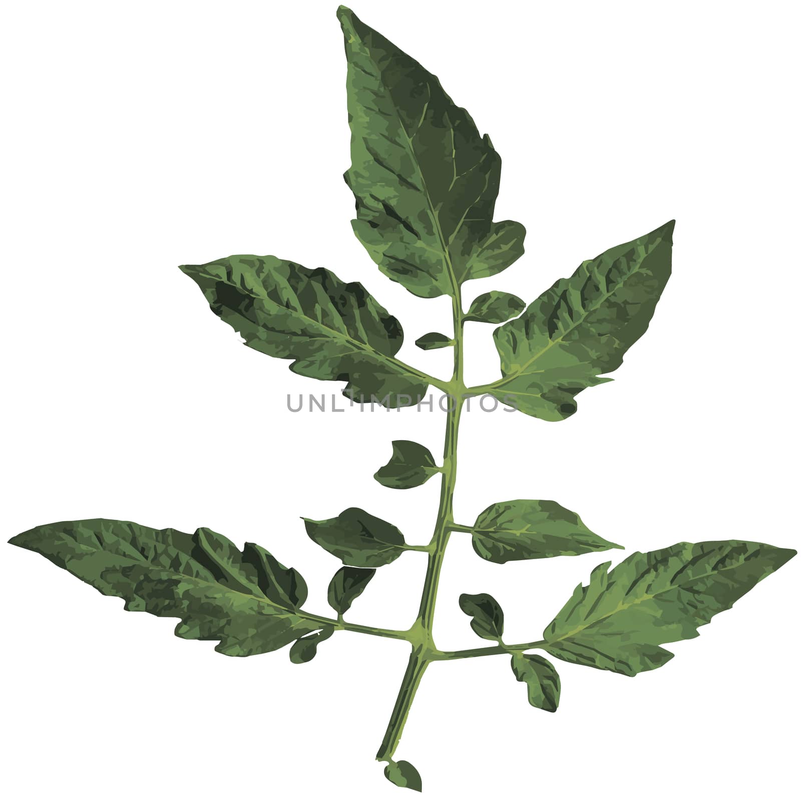 Tomato leaf isolated on white background. illustration