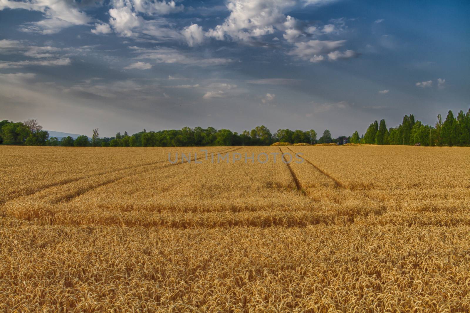 very beautiful wheat field in summer by mariephotos