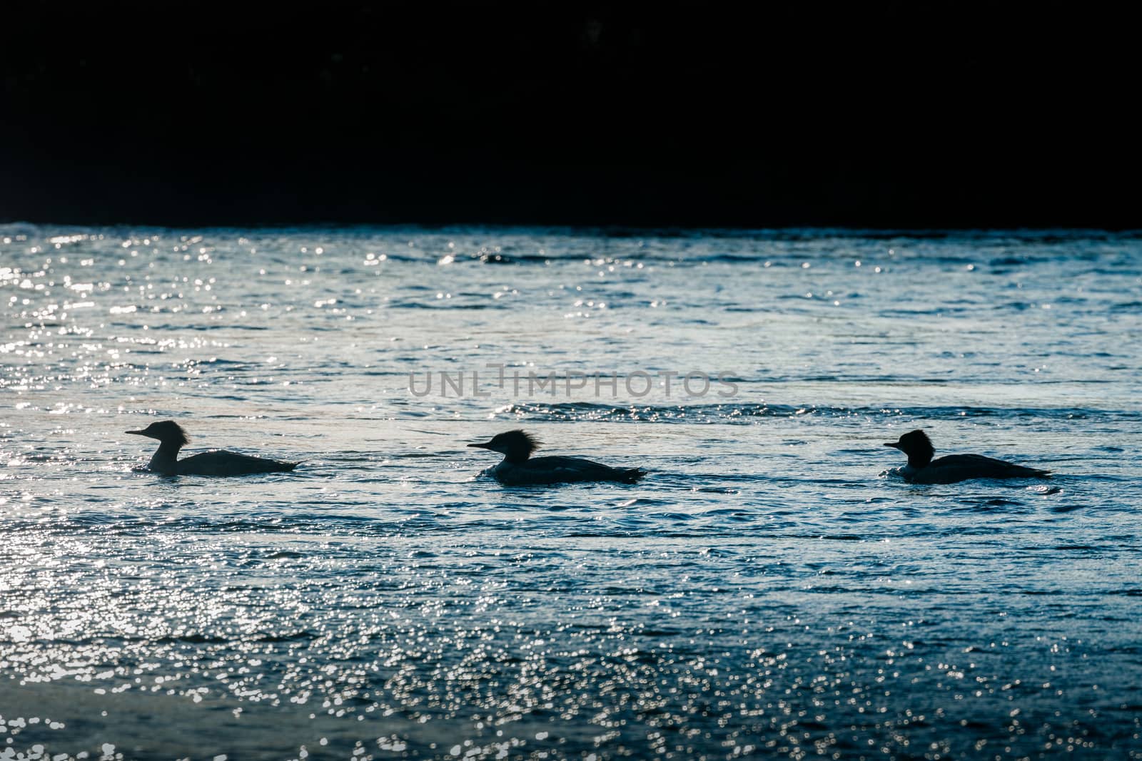 Silhouetted scene of three ducks floating on water surface of rapid flowing river in Yellowstone National Park, Wyoming, USA.