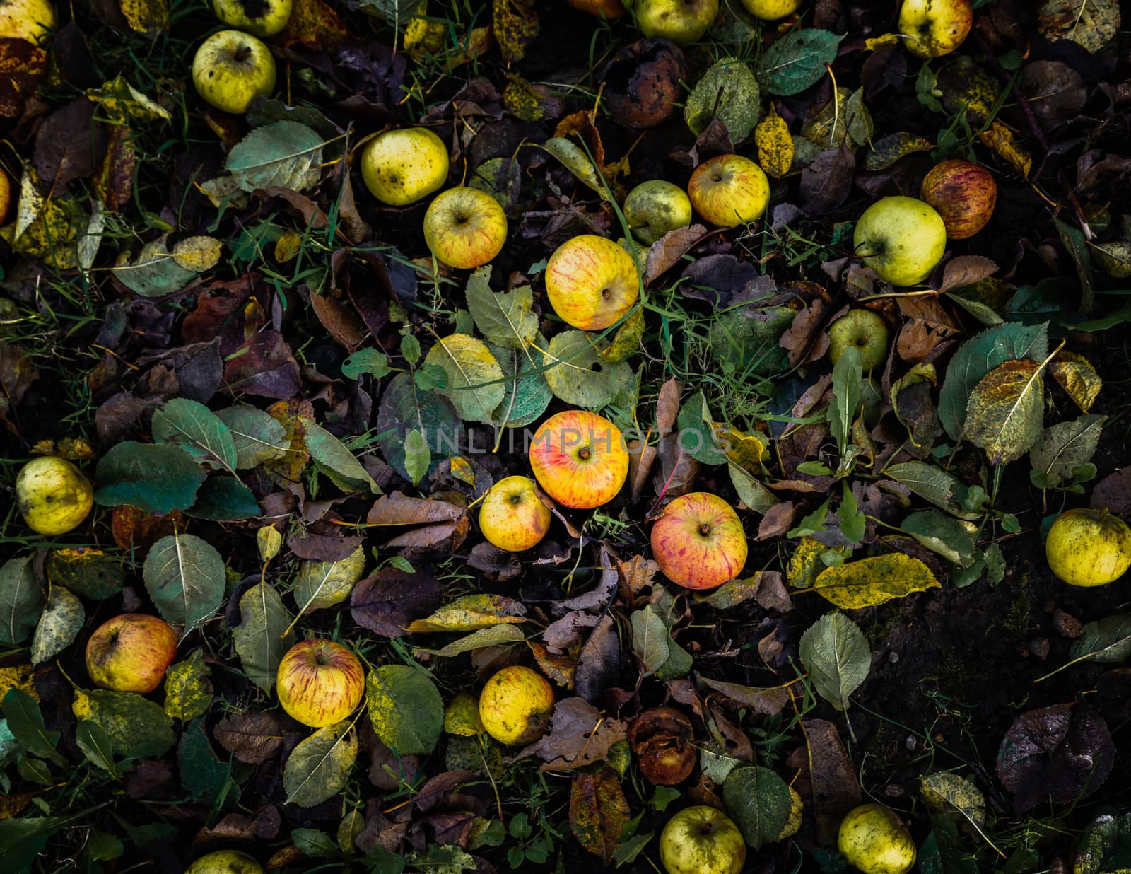 Fallen apples on the ground by dutourdumonde