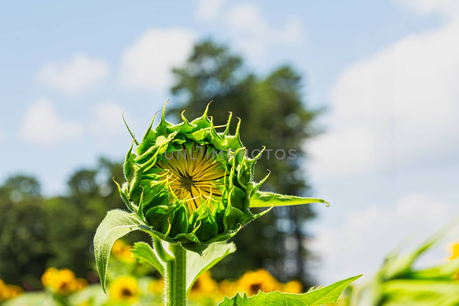 New Sunflower Rising Up by dbvirago