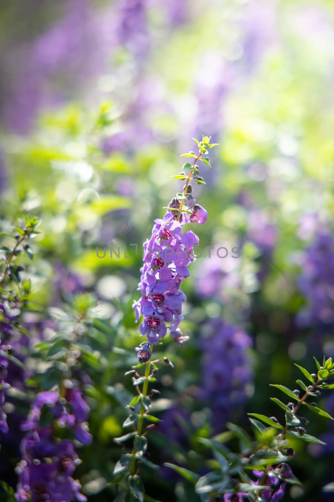 The background image of the colorful flowers by teerawit