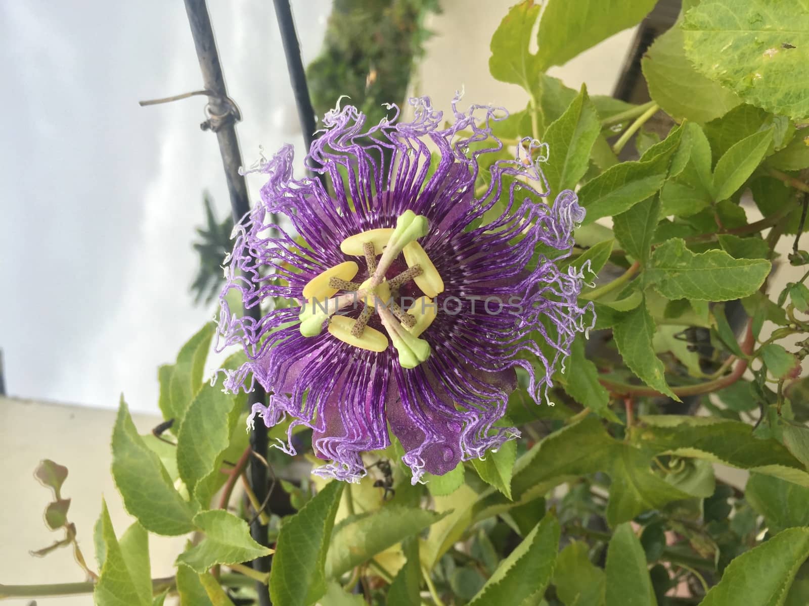 a blue flower with green leaves