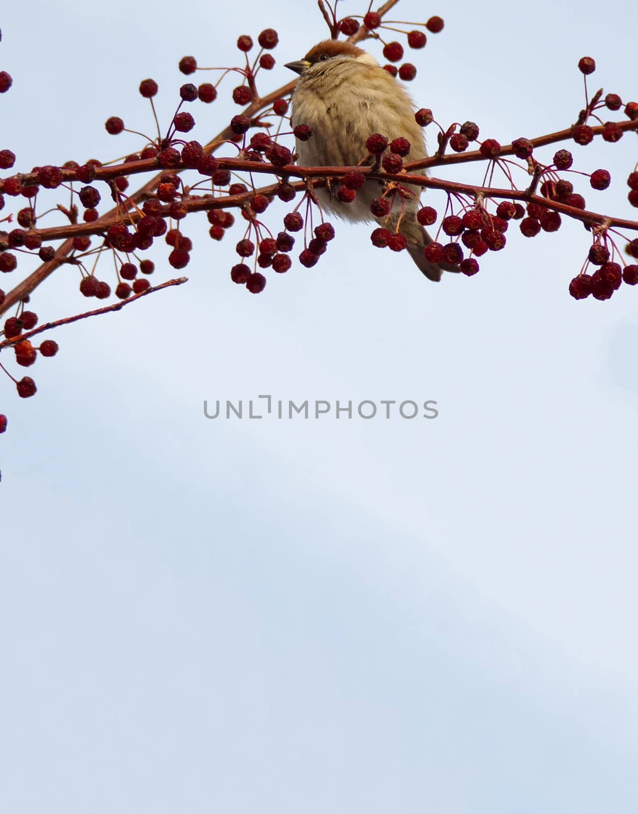 Template to copy space. Bird sitting on a twig with berries. Vertical image. Natural background.