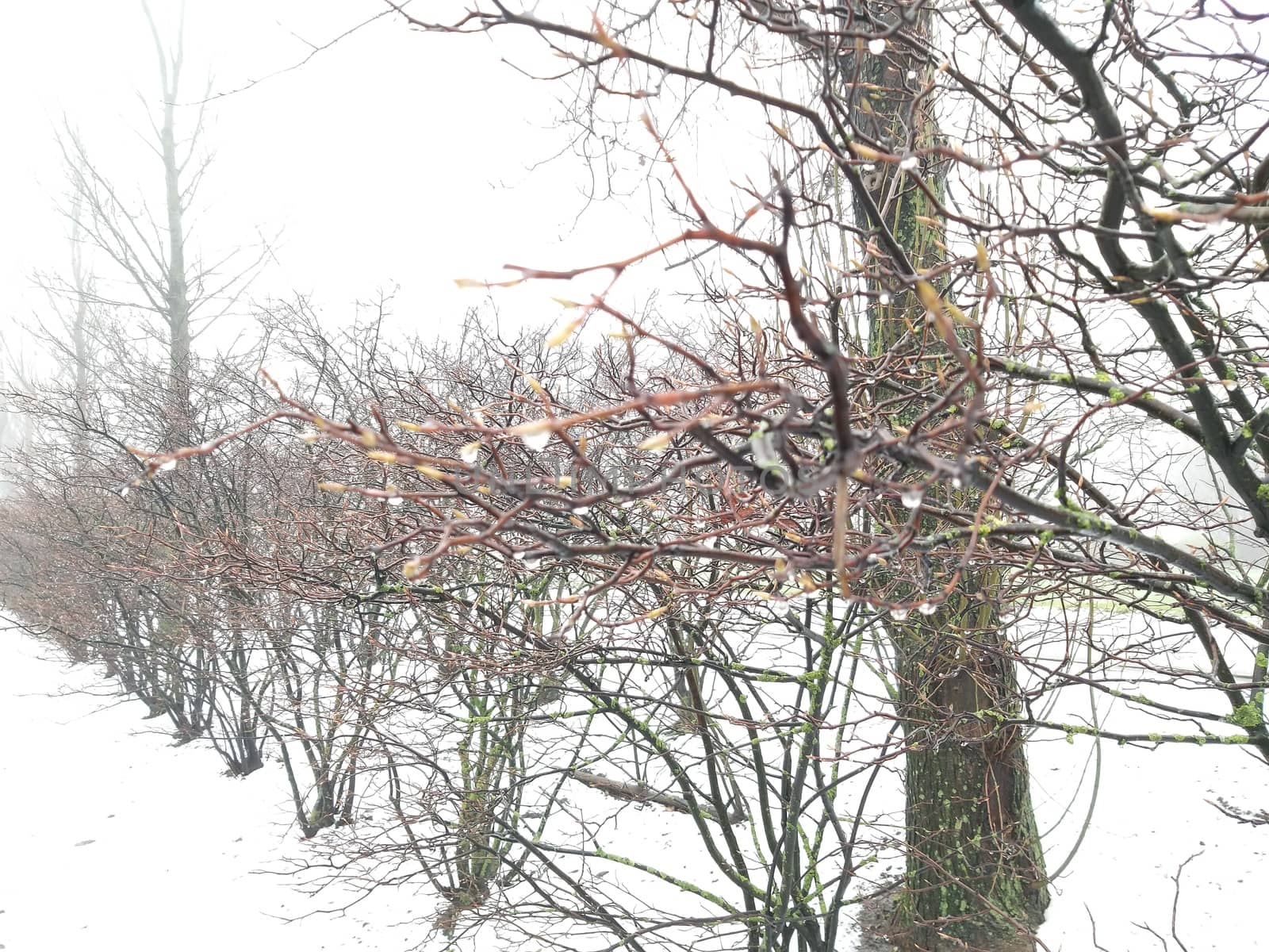 trees during late winter in Sweden