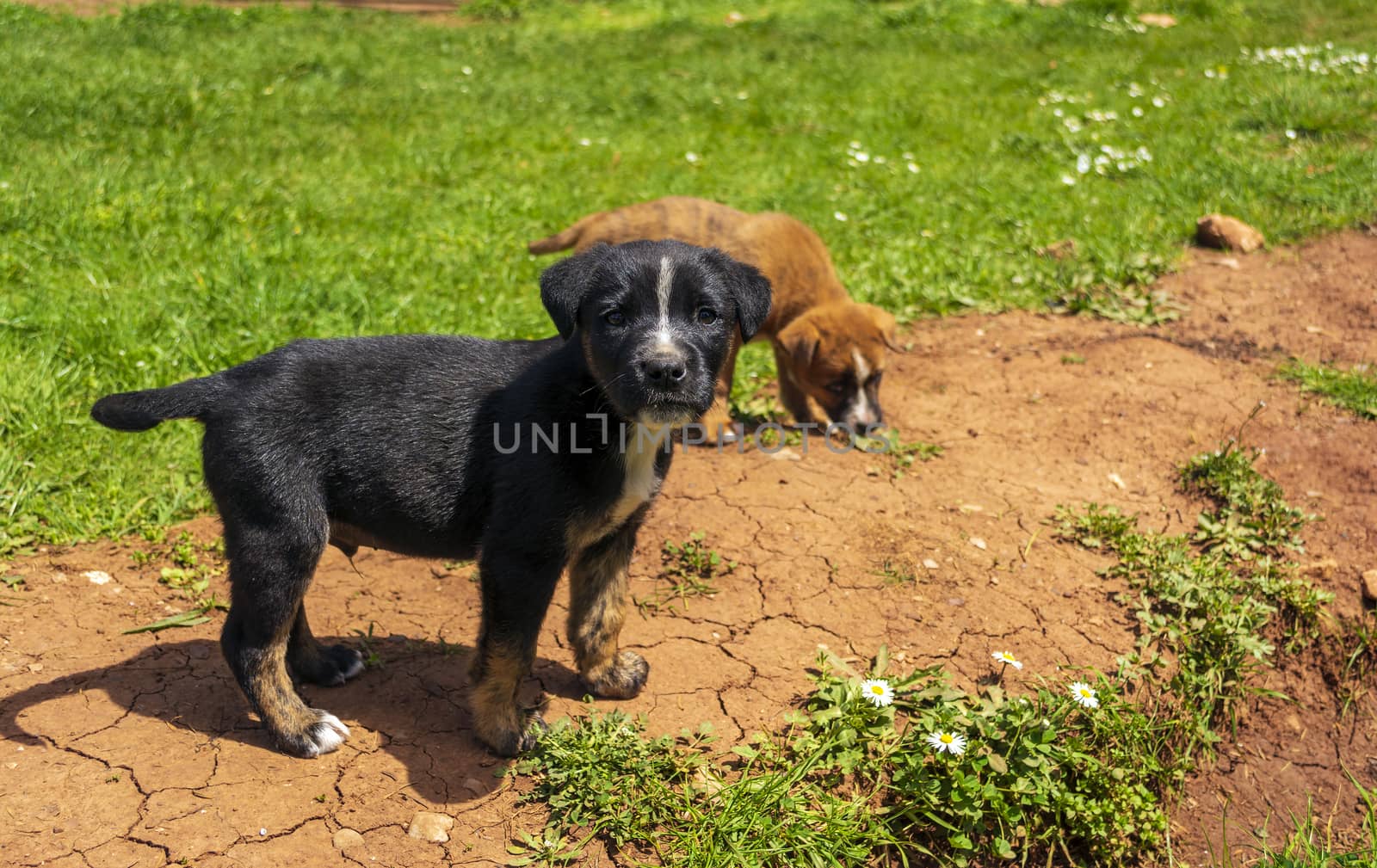 Portrait of funny young puppy resting on green lawn with a brown young puppy behind it by ankarb