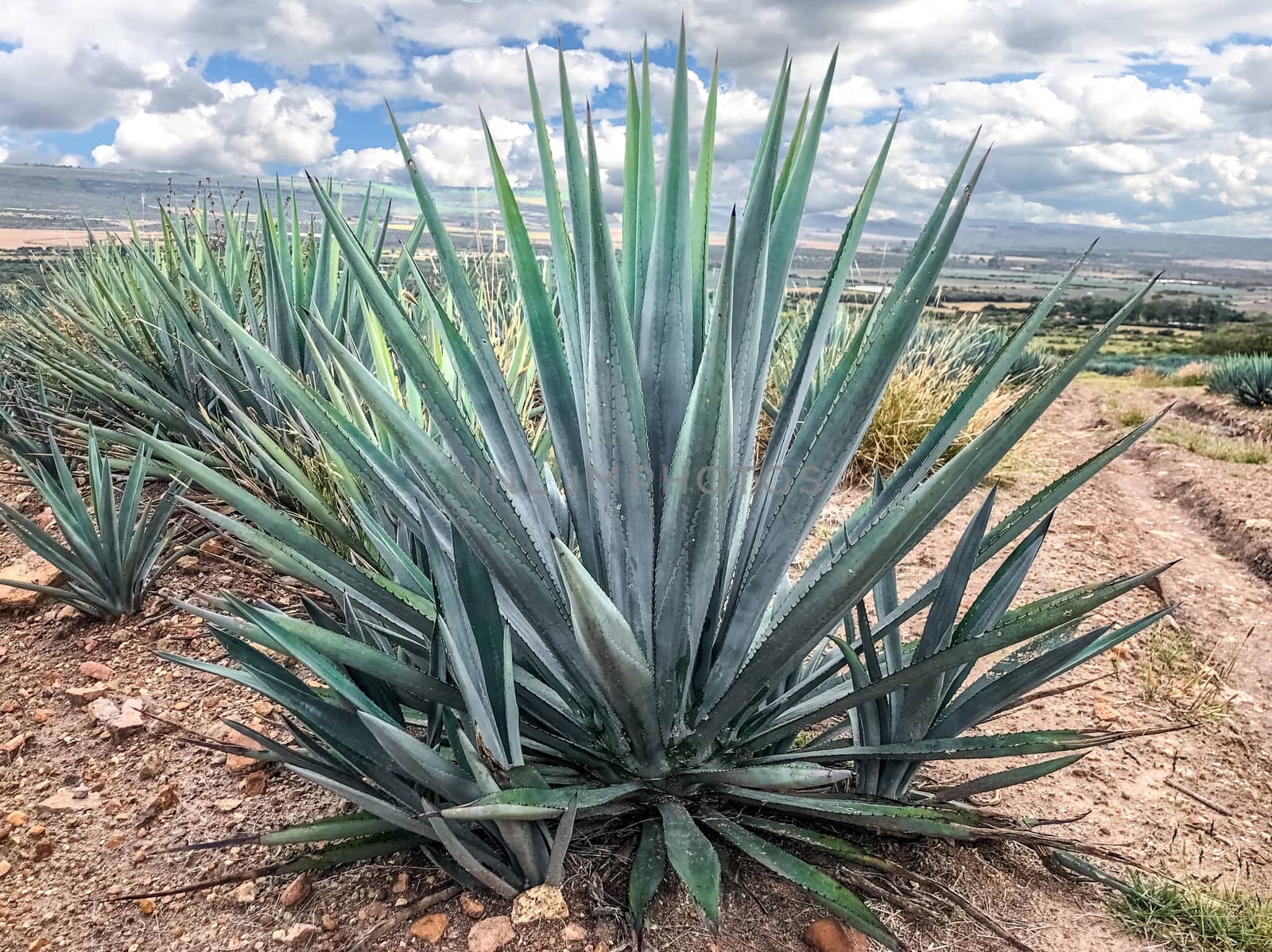 blue agave plant, ready to make tequila by leo_de_la_garza