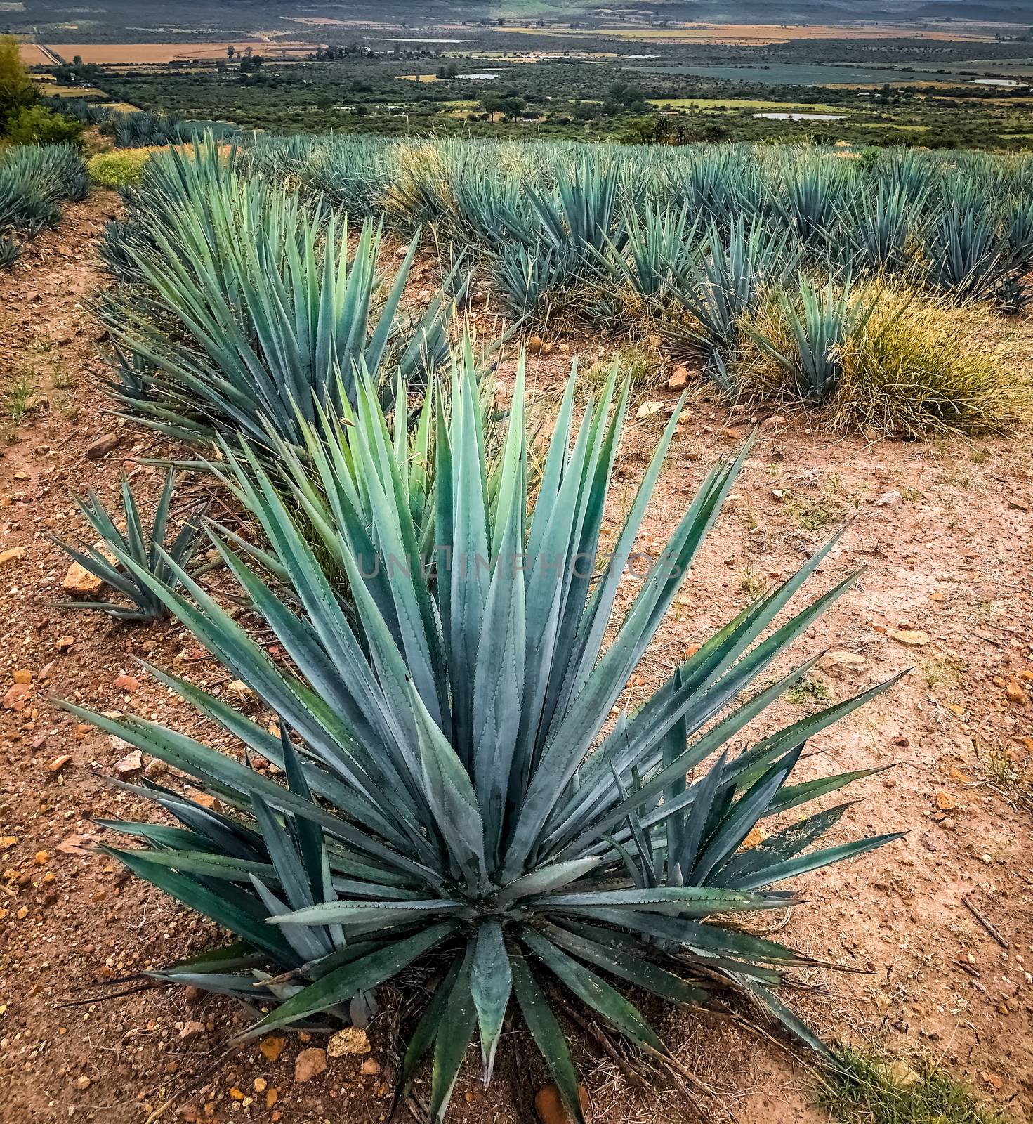 blue agave plant, ready to make tequila. The tall ones. Jalisco Mexico