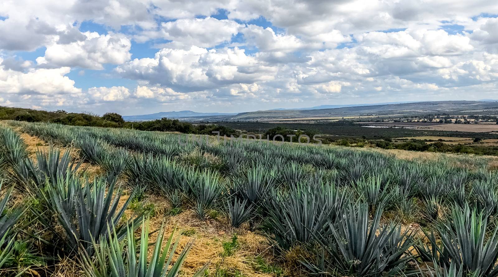 blue agave plant, ready to make tequila. The tall ones. Jalisco Mexico