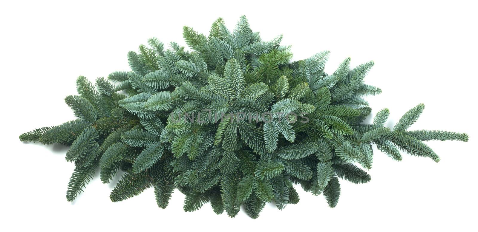 Traditional green christmas tree noble fir isolated on white background copy space for text