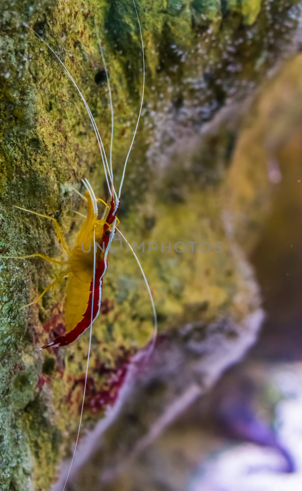 atlantic cleaner shrimp in closeup, colorful prawn from the atlantic ocean