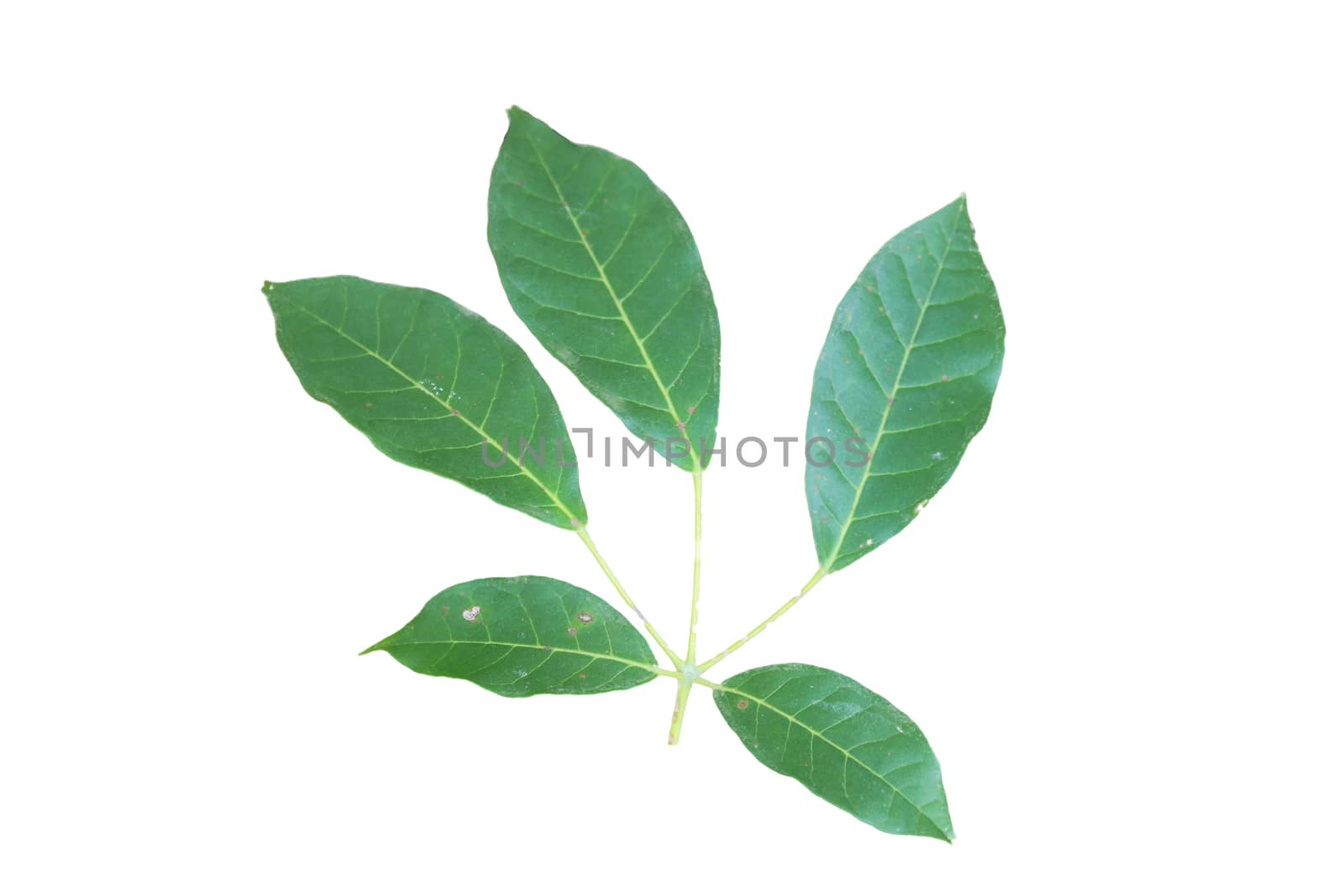 Pink trumpet tree or Tabebuia rosea leaf isolated on white background