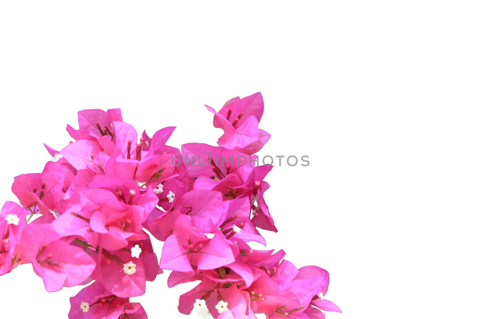 Beautiful pink red bougainvillea blooming isolated on white background, Bright pink red bougainvillea flowers as a floral background,Bougainvillea flowers texture and background,Close-up Bougainvillea tree with flowers isolated on white