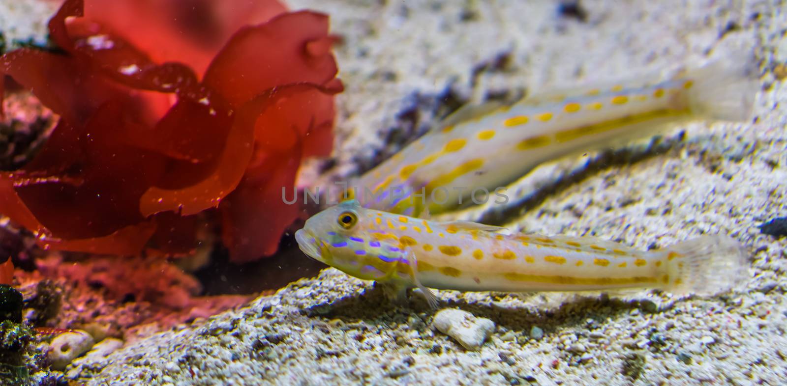 orange spotted sleeper goby in closeup, Sand sifting fish, tropical aquarium pet from the indian ocean